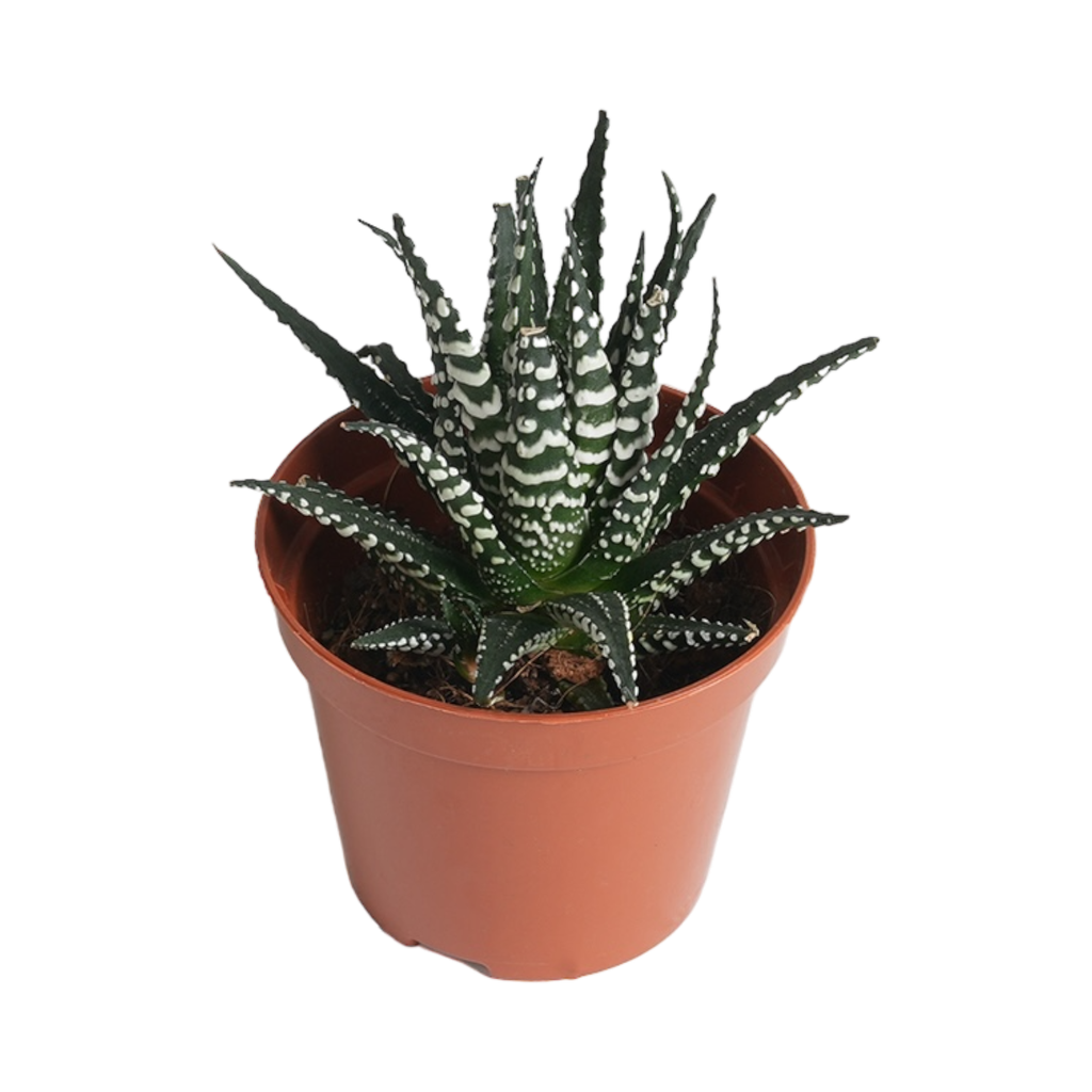 TR-Tiger Cactus-Pot-8.5cm-Plant-10cm