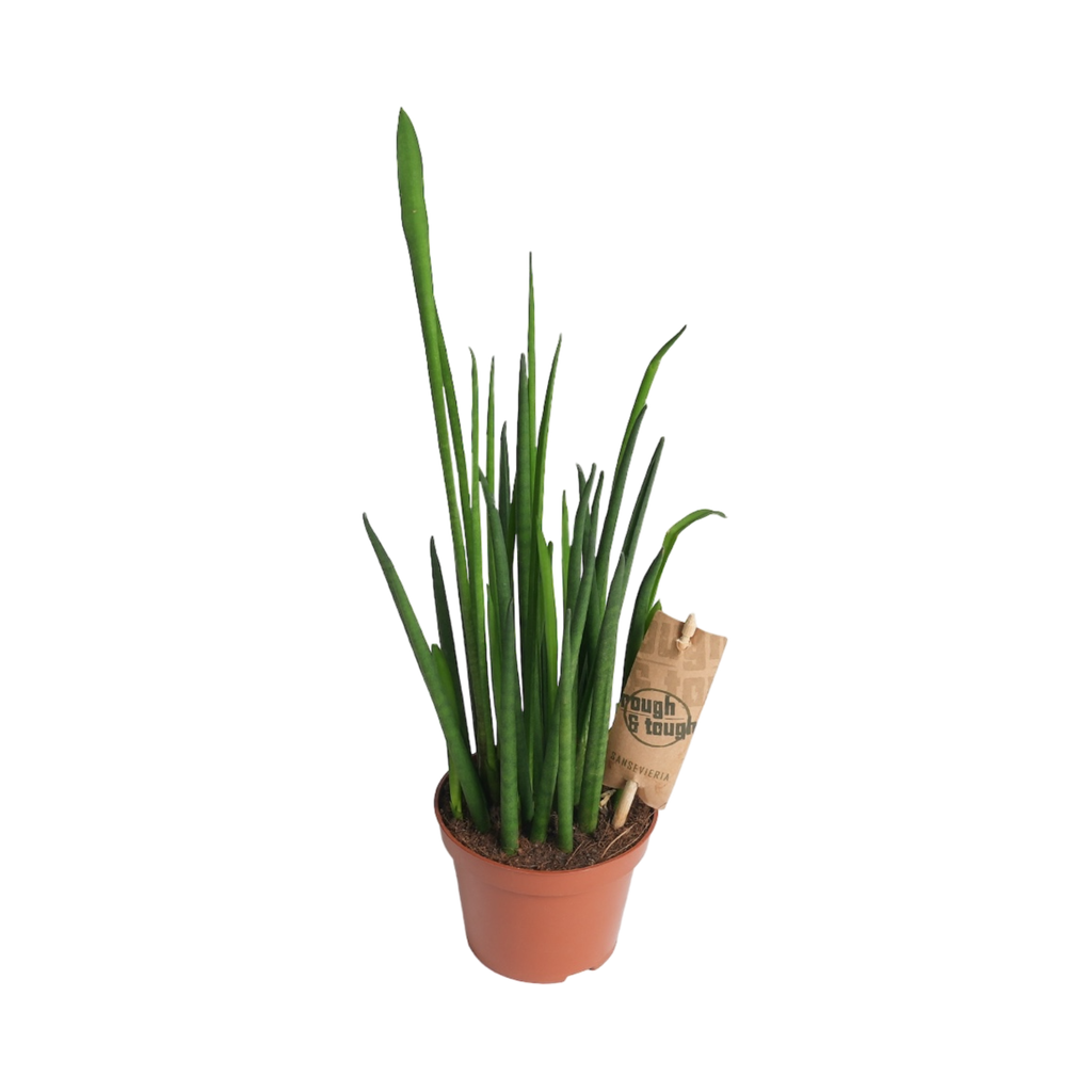 TR-Sanseviera Mikado-Pot-10cm-Plant-30cm